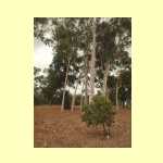 perth0209.jpg