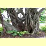 cairns0021.jpg