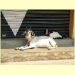cochin0050.jpg