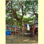 cochin0073.jpg