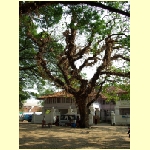 cochin0079.jpg