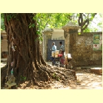 cochin0081.jpg