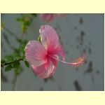 cochin0084.jpg