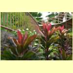 guam0046.jpg